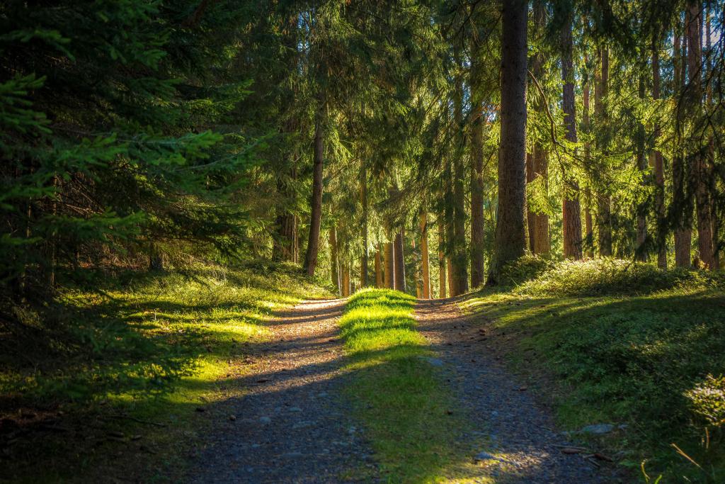 Waldweg im Sonnenlicht